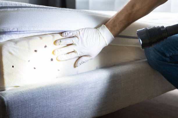 Best Termite Control Services  in Pitcairn, PA