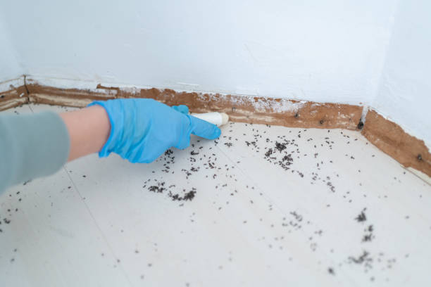 Professional Pest Control in Pitcairn, PA